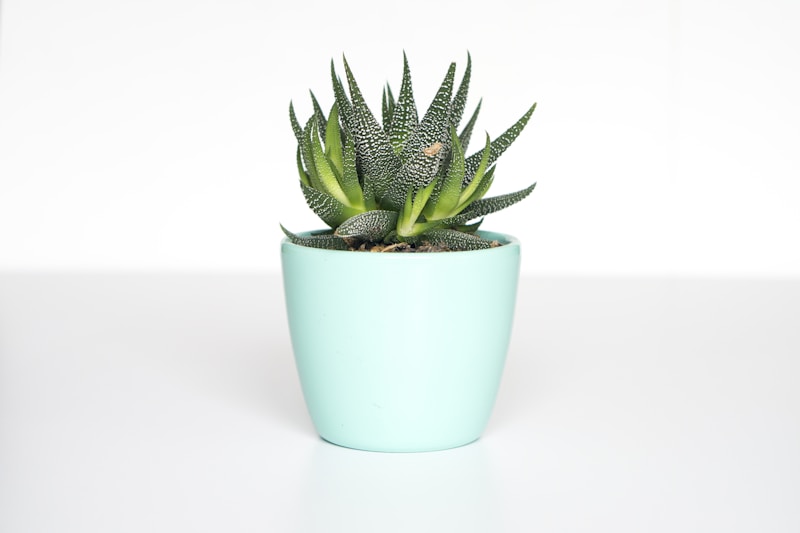 Self-Watering Hanging Planters