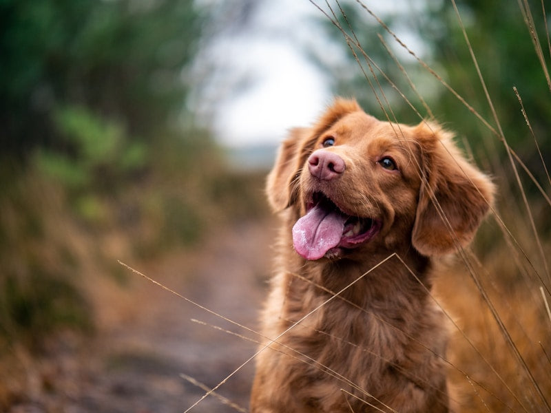 Personalized AirTag Dog Collar