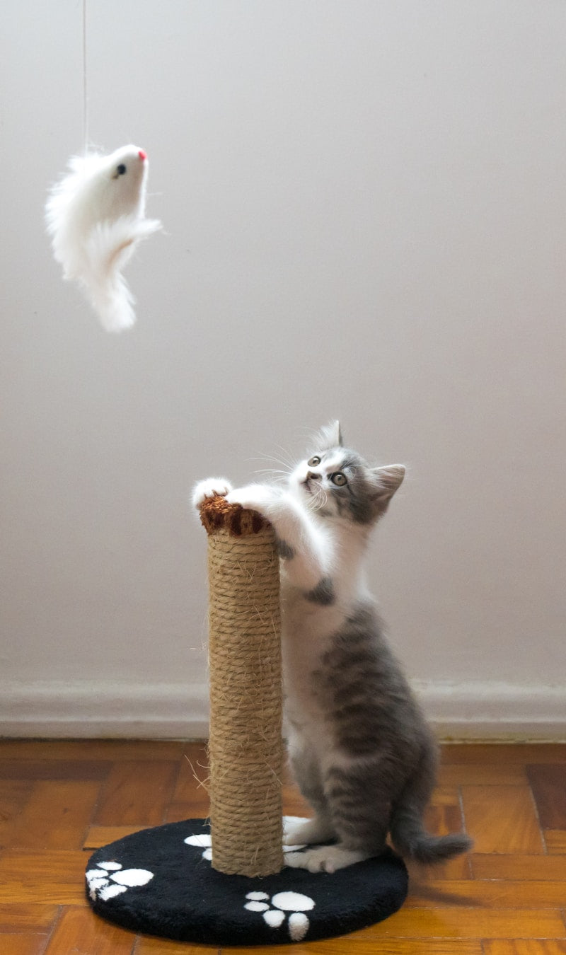 Cat Tree Scratching Post with Hammock